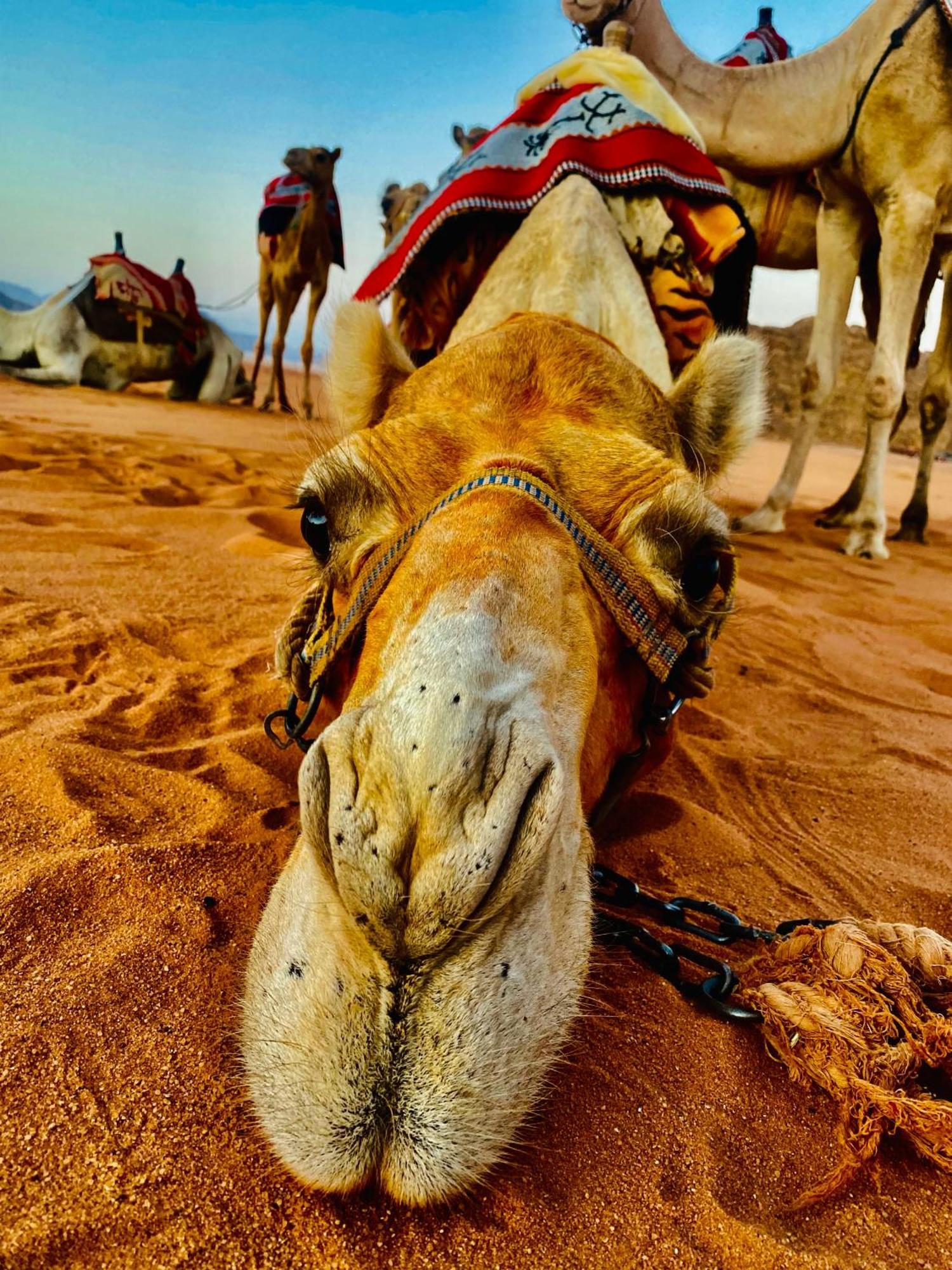 Rum Relaxation Luxury Camp Wadi Rum Exterior photo